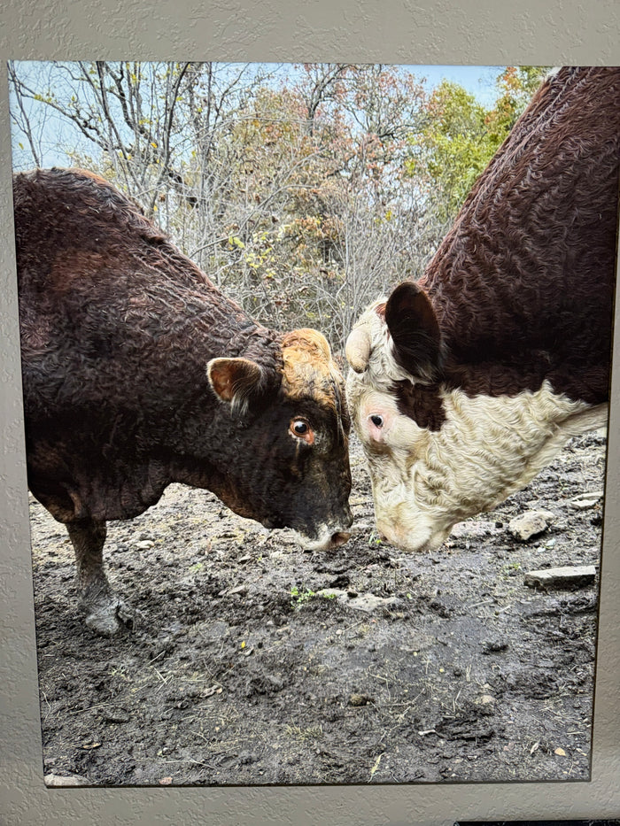 Rufus VS Redford 16x20 canvas